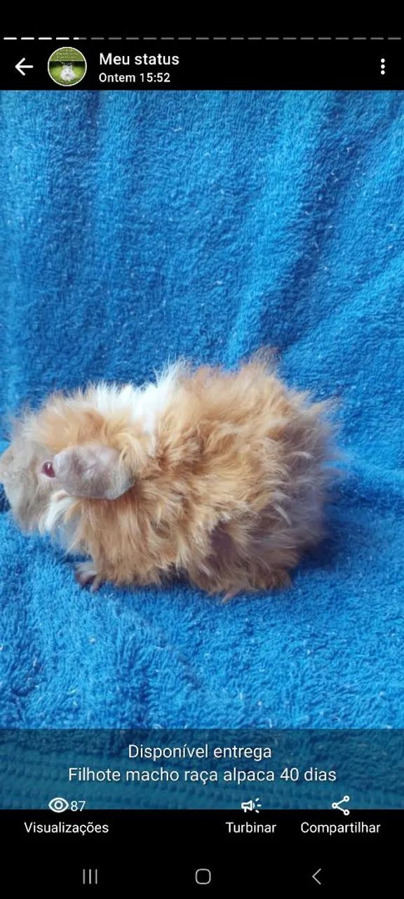 Porquinho da india raça alpaca - Foto 5