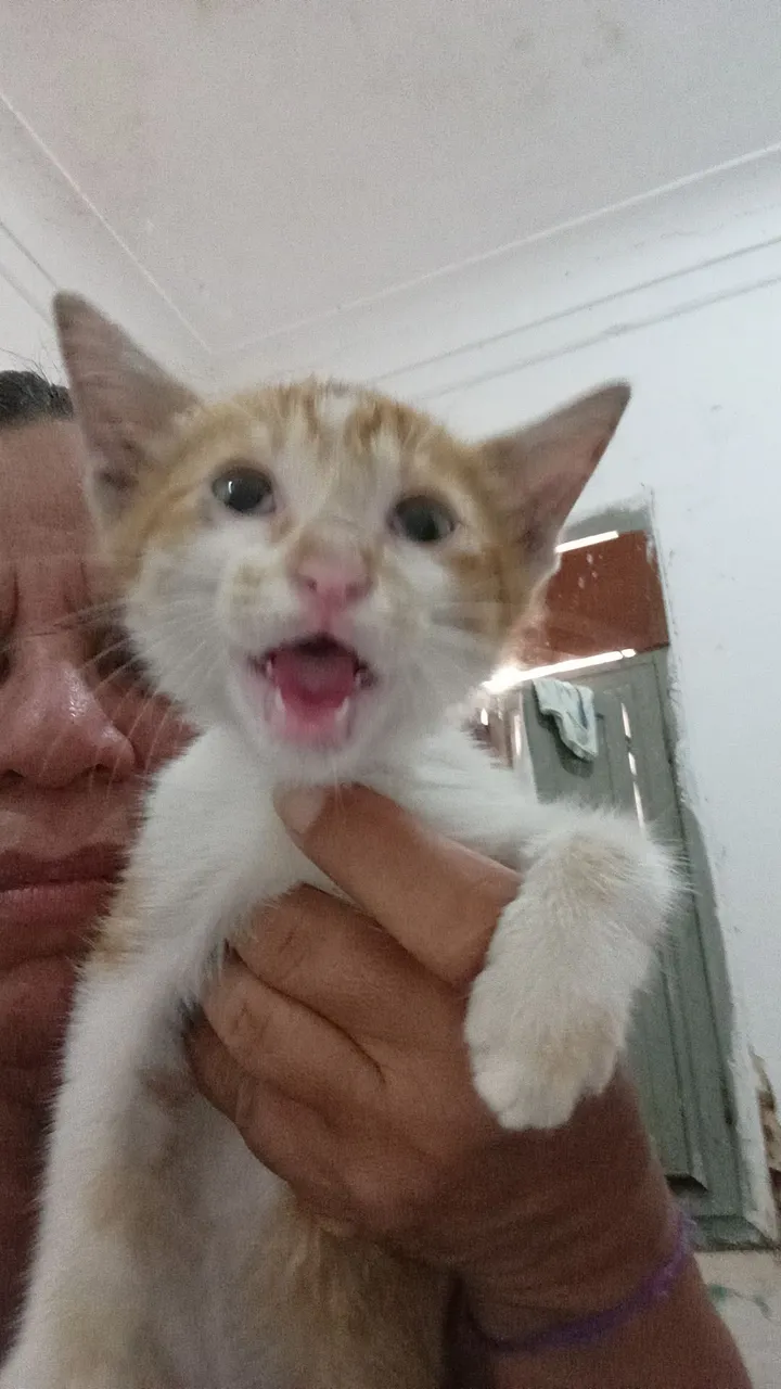 Estou doando uma gatinha ela e laranjinha ten dois meses