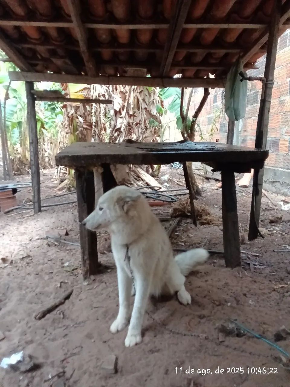 Lindo Husky siberiano  - Foto 3