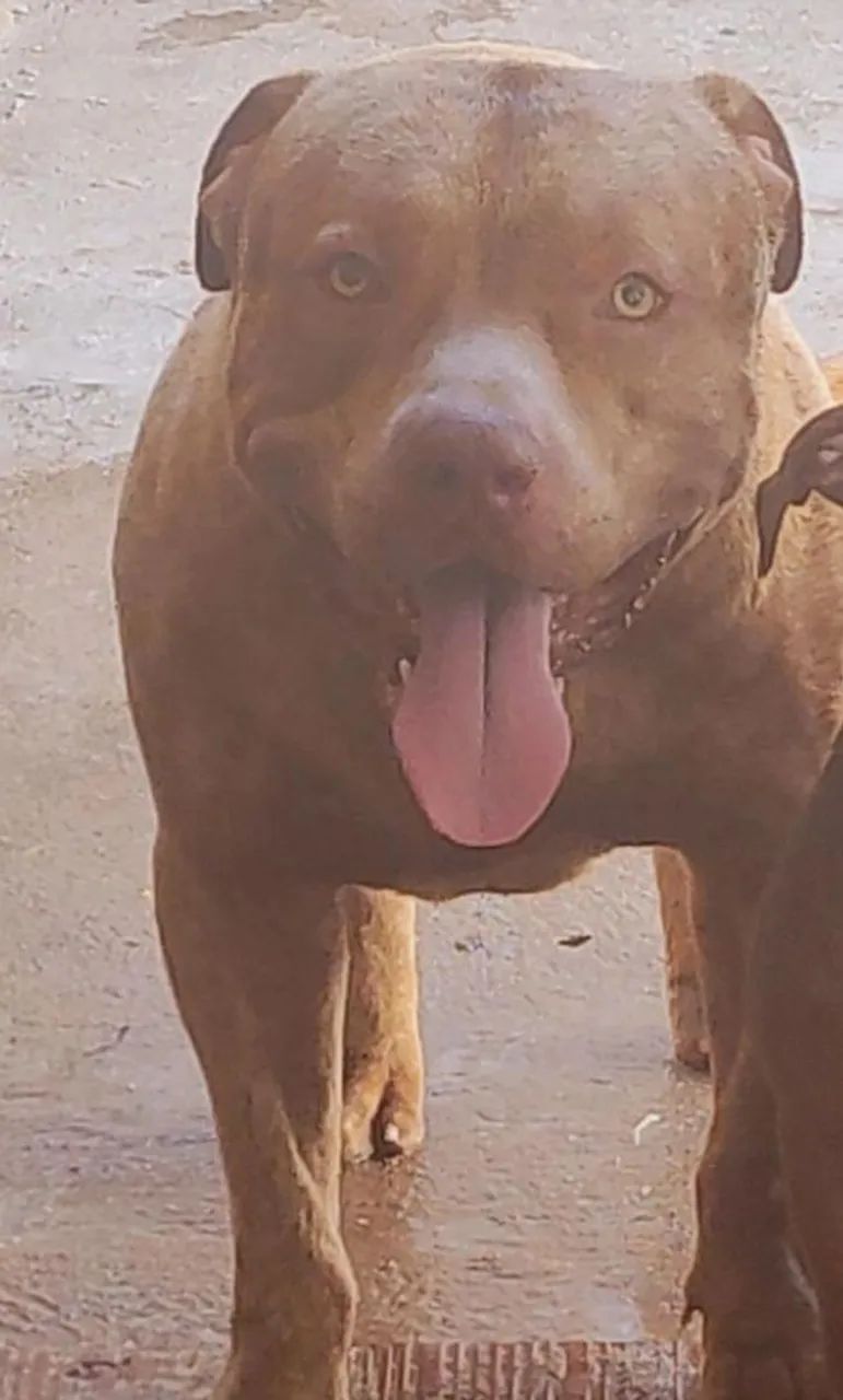 Pitbull lindo e forte - Foto 2