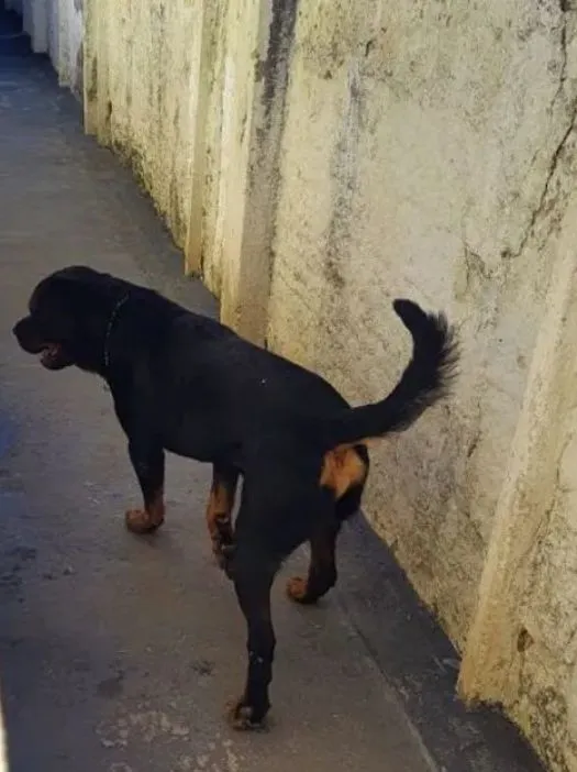 Rottweiler - Macho Venda ou Troca
