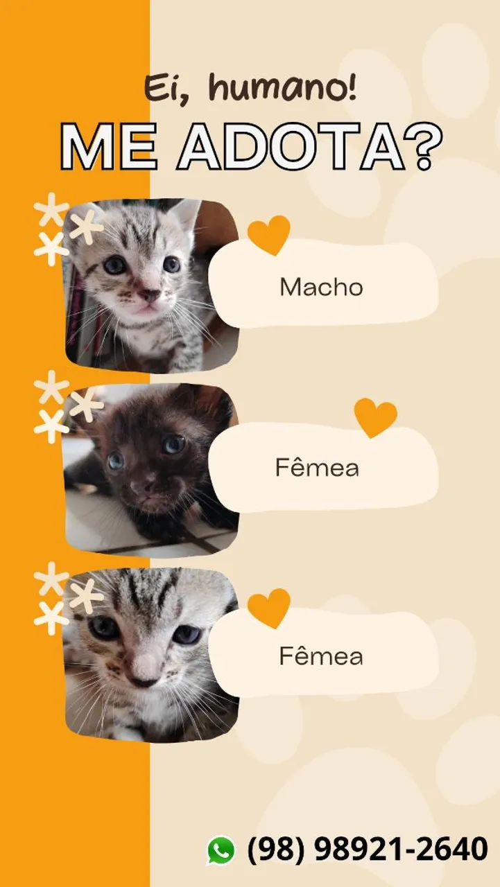Gatinhos para adoção! Macho e Fêmeas!