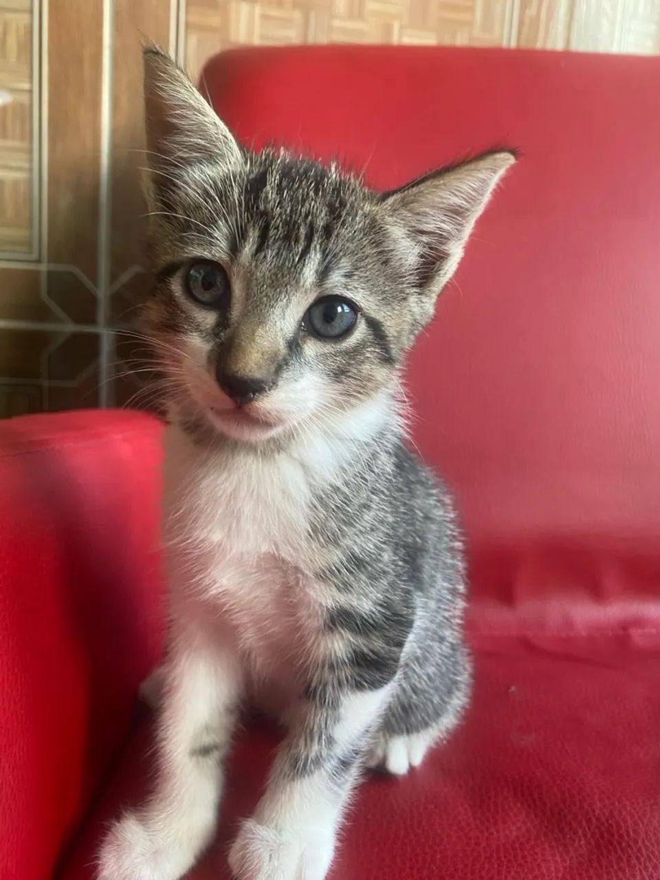 Linda gatinha bebê de olhos cinza  - Foto 3