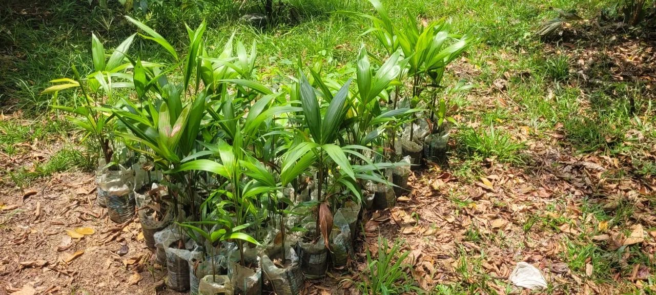 White Açaí Seedlings64292884566145123