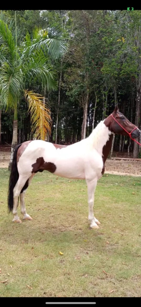 Cavalo Mangalarga Marchado registrado - Foto 2