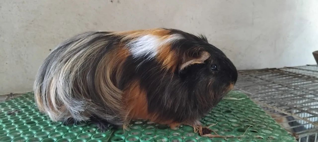 porquinhos da Índia de pêlo curto, médio e longo  - Foto 4