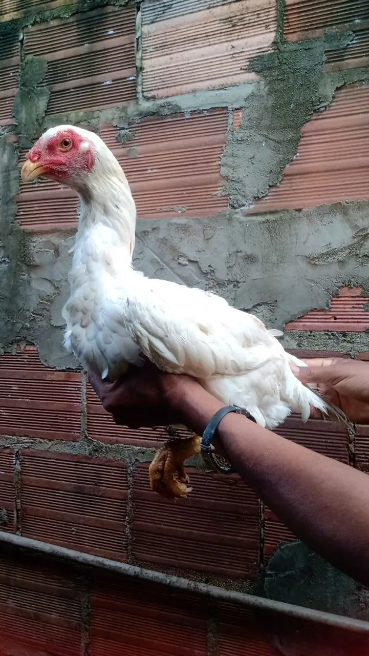 Frangas Balão com indio Polaco