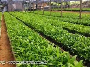 1.000 Mil Sementes de Juçara Palmito para cultivo - Foto 2