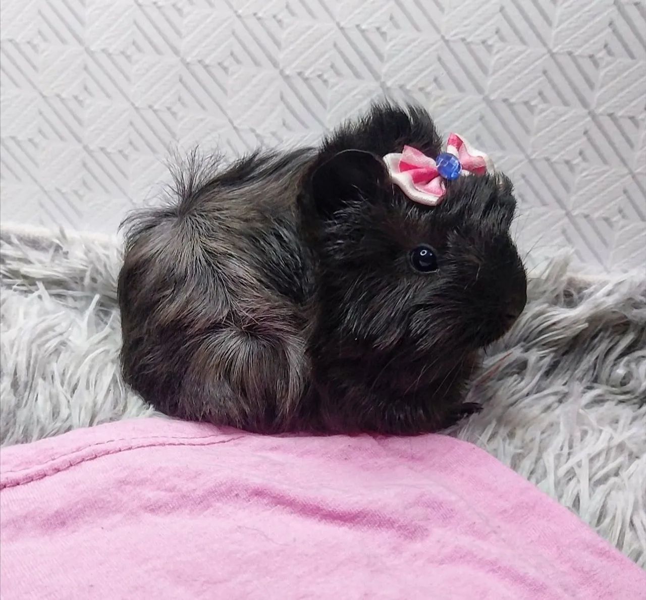 Porquinha peruana fofa