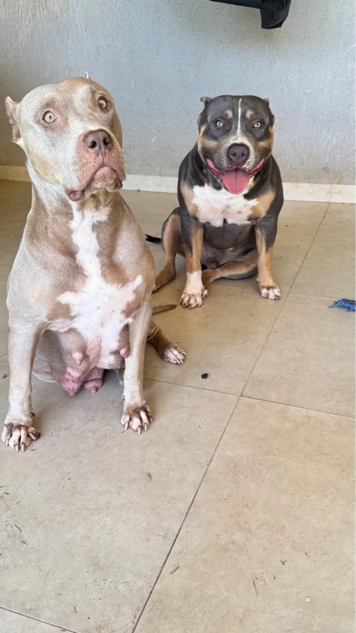 *PitMonster* Venda Disponível! - Foto 5