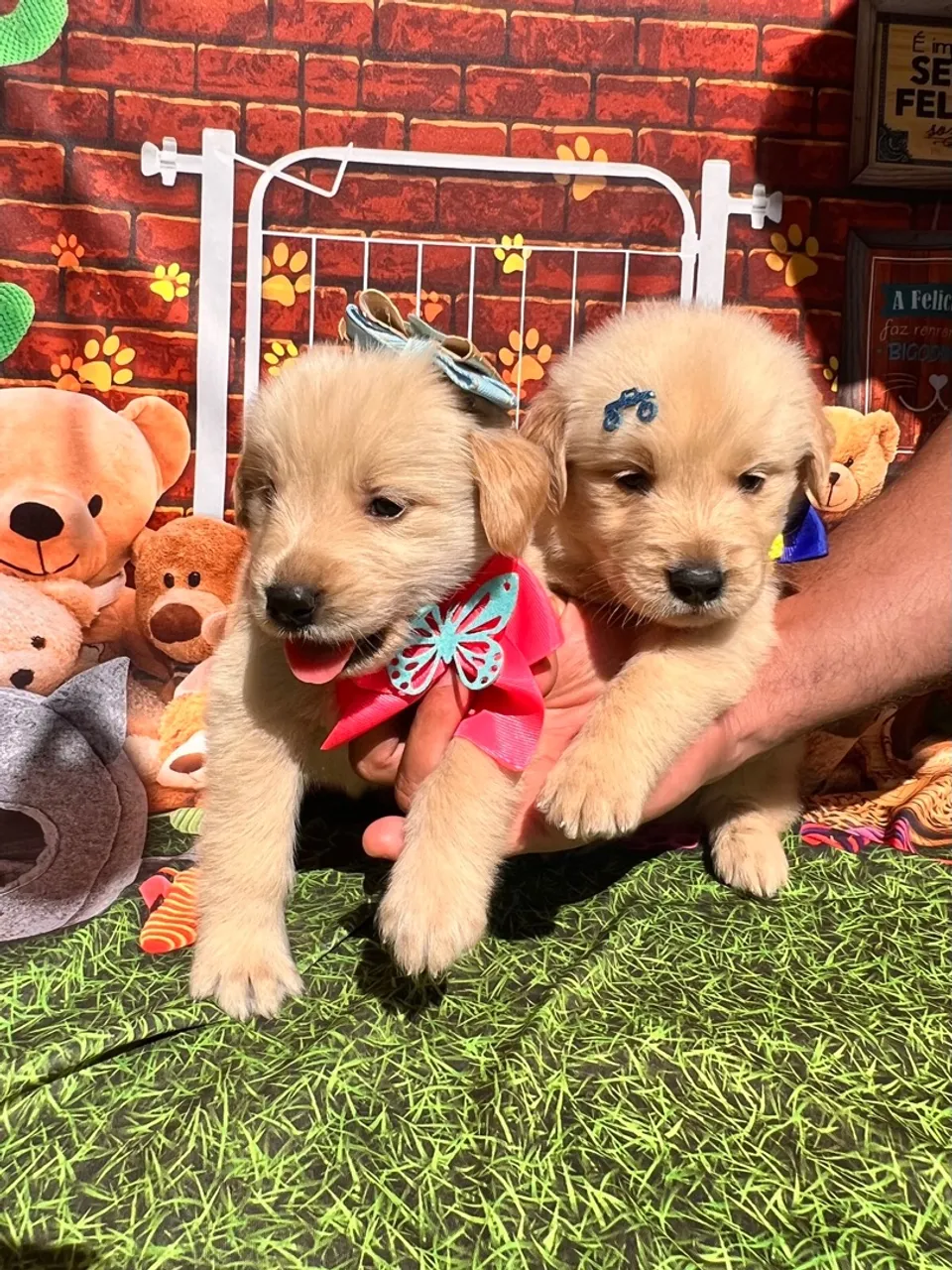 Douradinhos para sua família- alegria ( golden retriever)