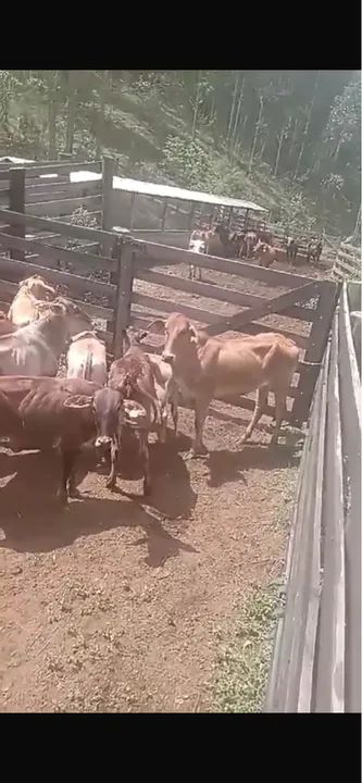 Novilhas aneloradas para venda - Foto 3
