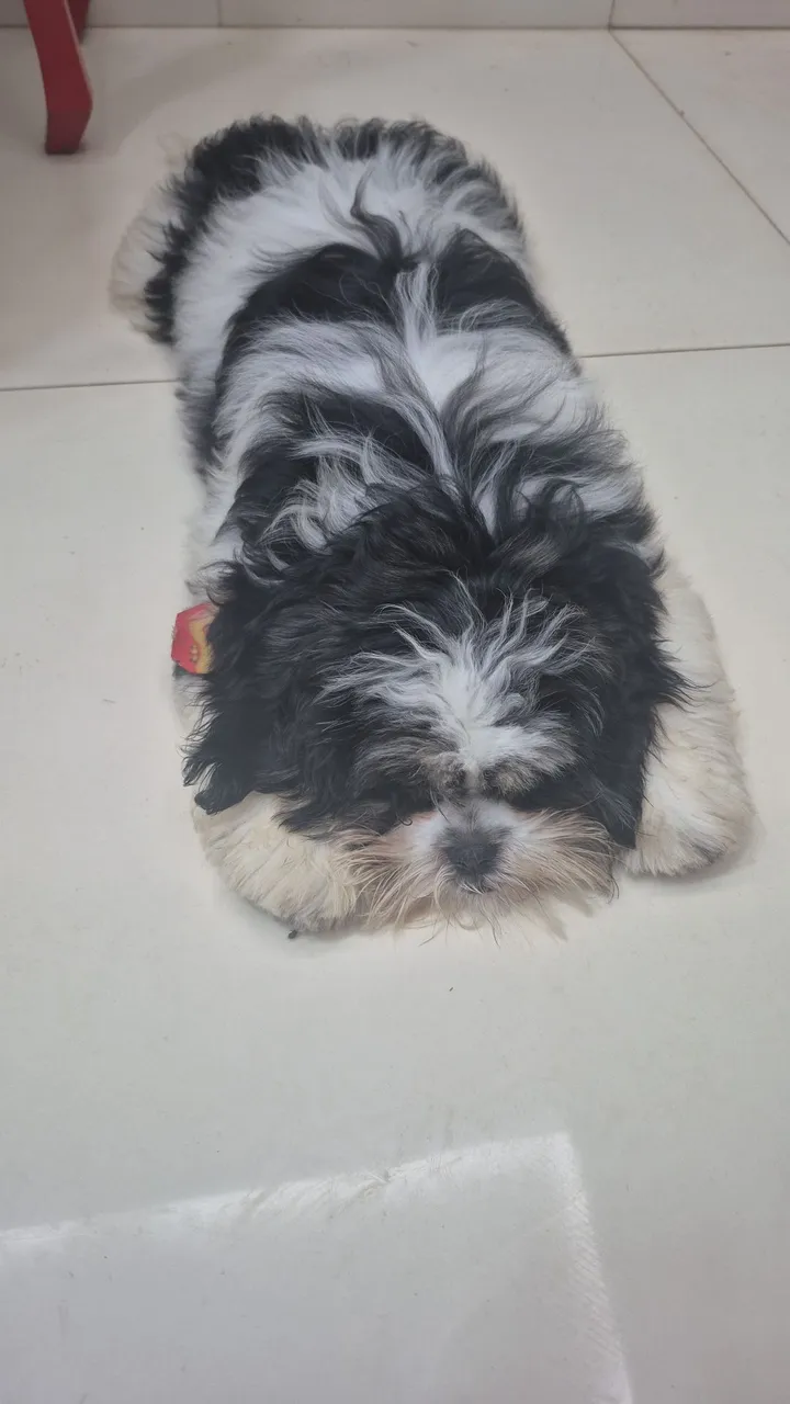 Filhote Shih Tzu