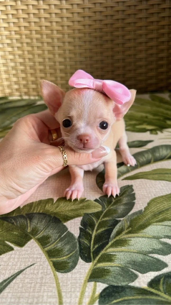 chihuahua micro. Imagina parcelar seu filhote em até 21 x