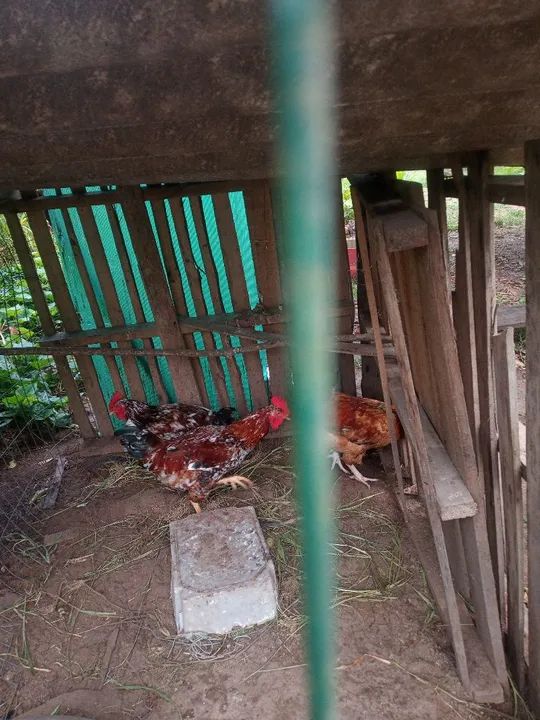 Frangos pintados  lindos - Foto 5