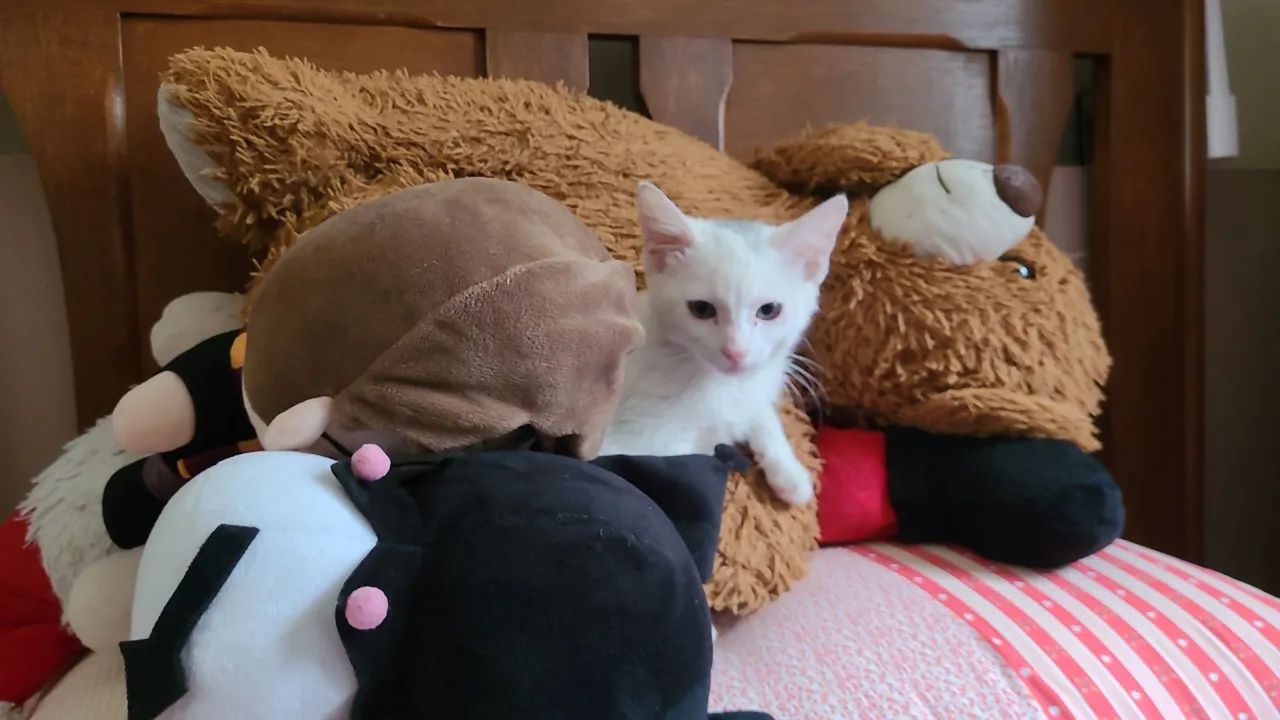 Gatinha para adoção  - Foto 6