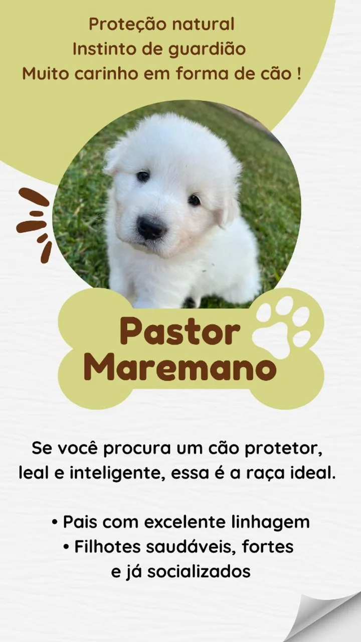 Pastor Maremano Abruzês