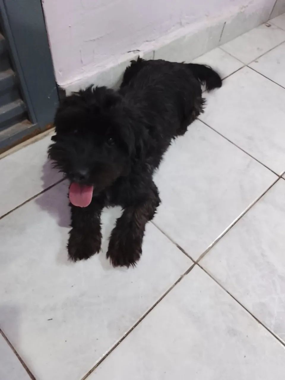 Cachorro dócil macho castrado 