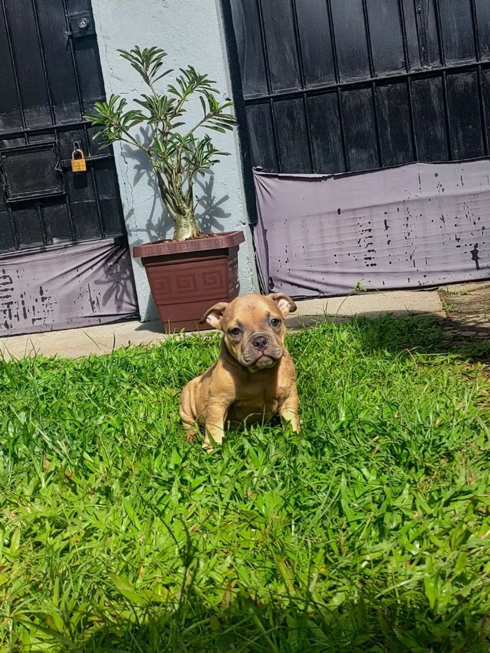 American Bully fêmea micro PEDIGREE 