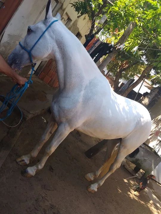 Cavalo manga larga  - Foto 3