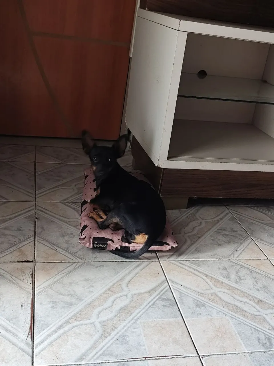 Pinscher Miniatura -fêmea