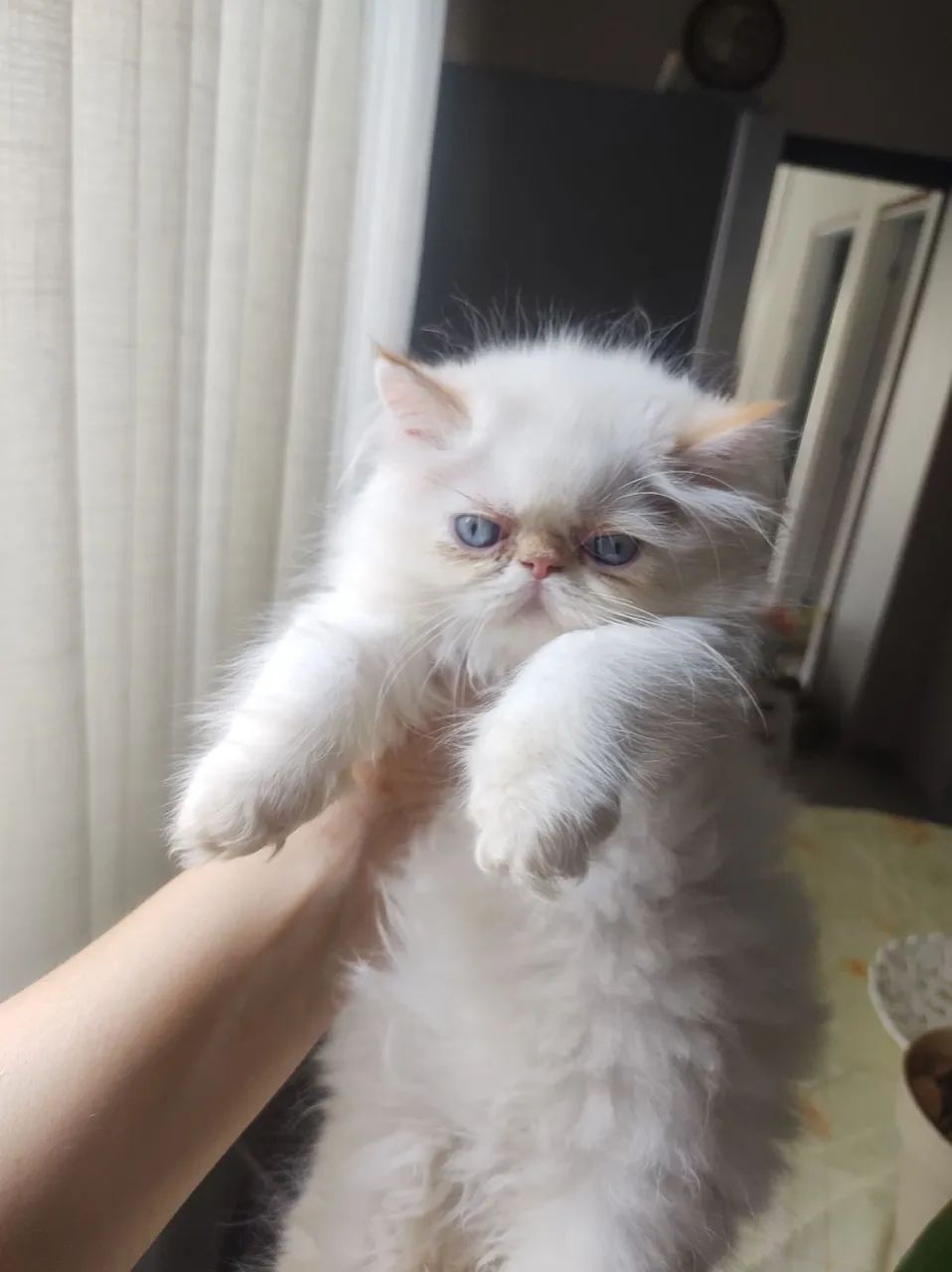 Disponível filhotes fofinhos persa puros  - Foto 2