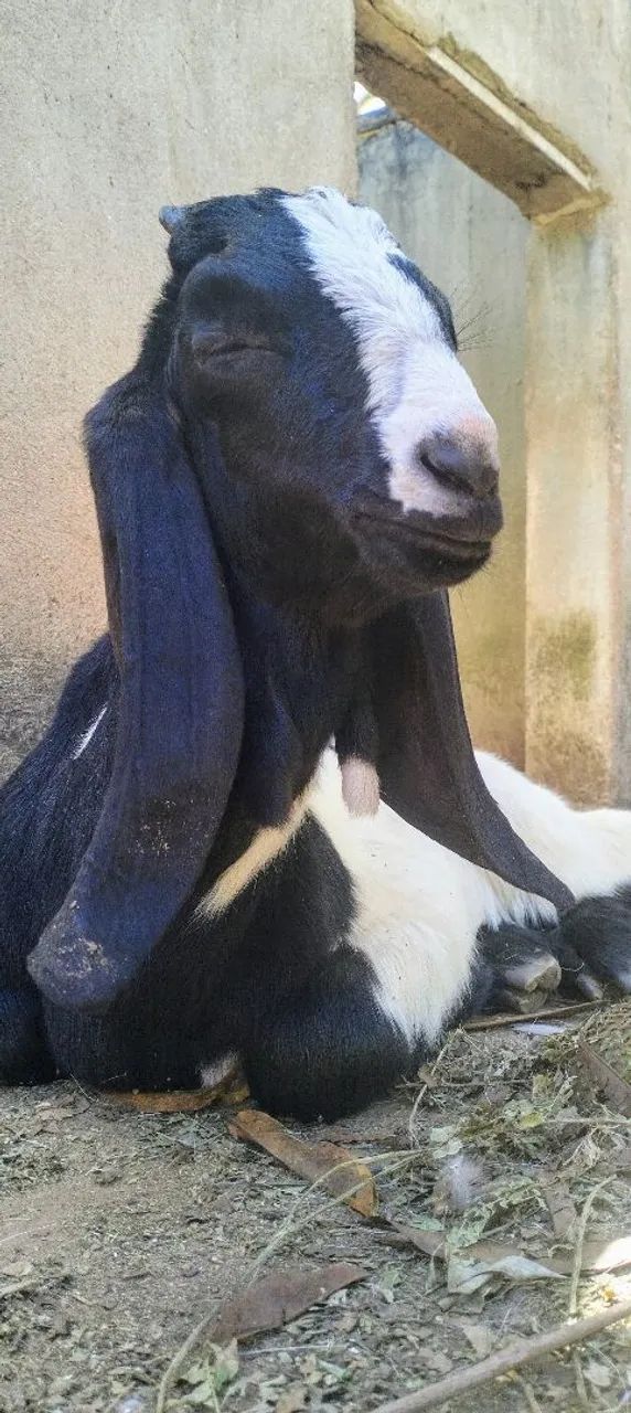 CABRITO com pelagem preta e branca - Foto 4