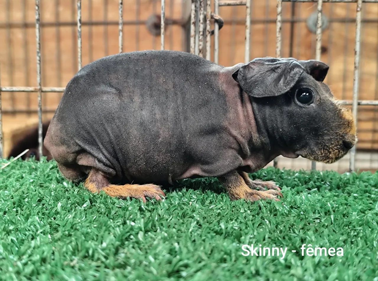 Porquinho da India Skiny  - Foto 3