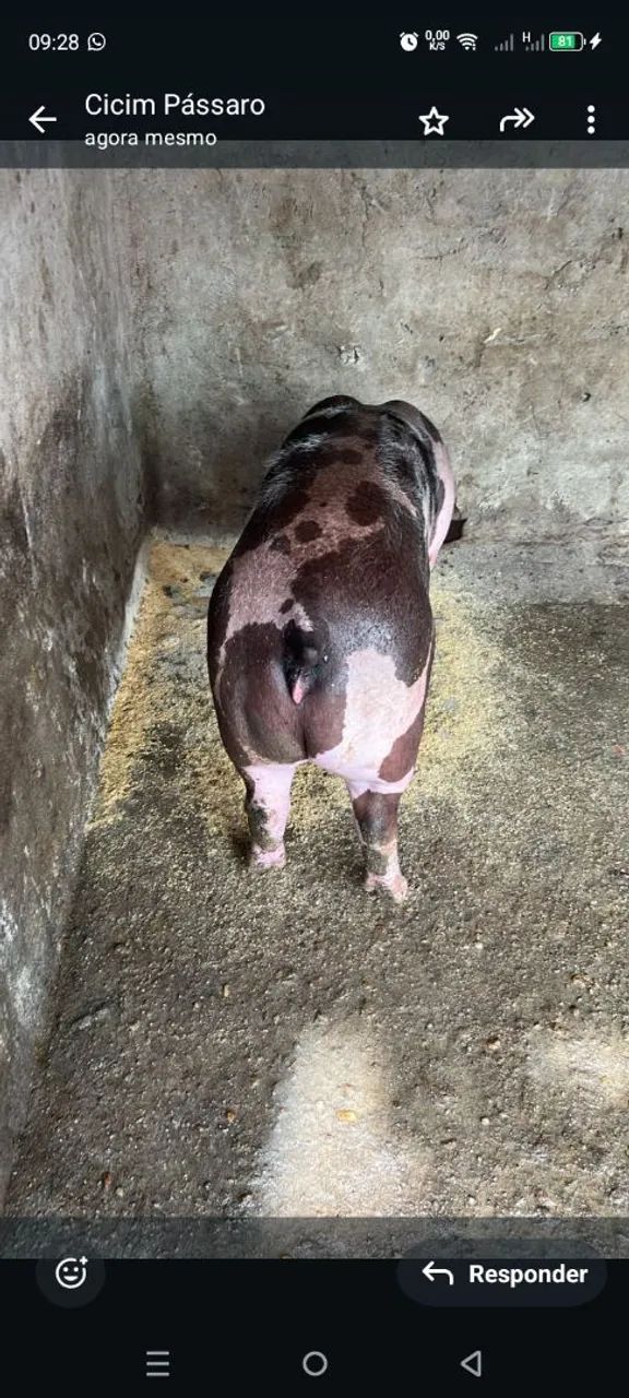  Vendo1 futura matriz pietran dálmata elite 