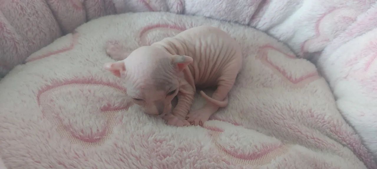  Sphynx disponíveis  - Foto 4