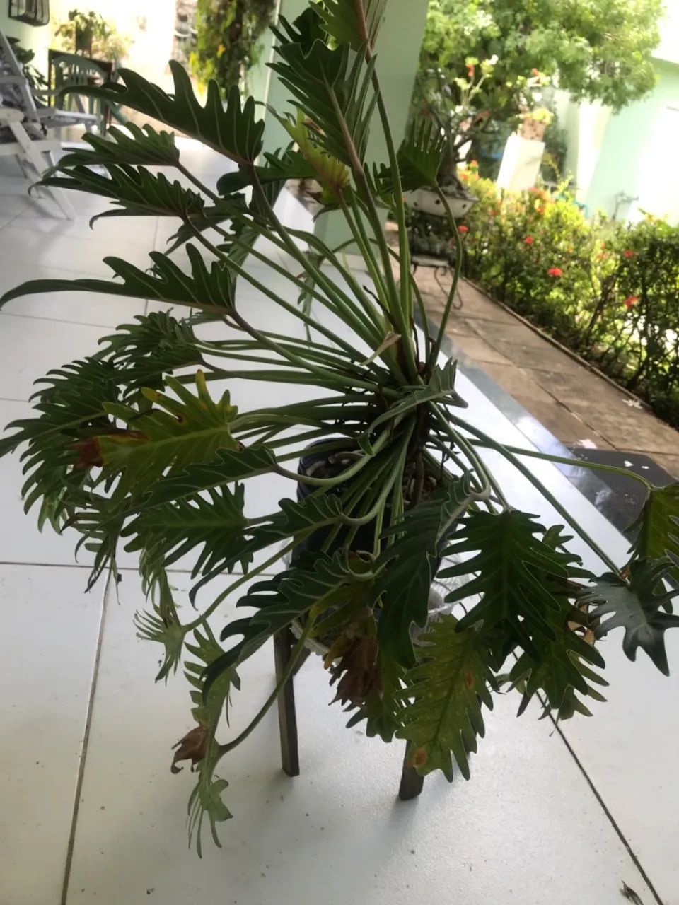 PHILODENDRON. ? XANADU ? - Foto 4