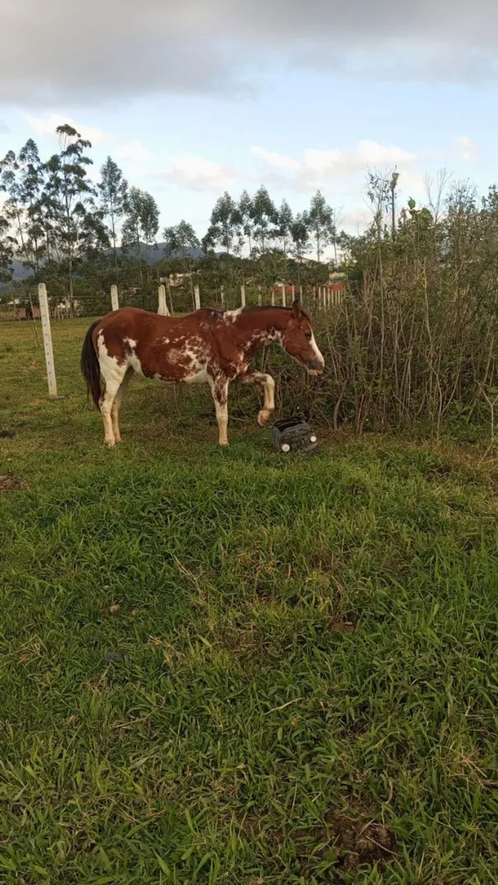 Égua bragada