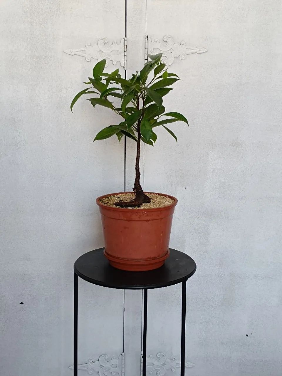 Bonsai Ficus - Foto 2