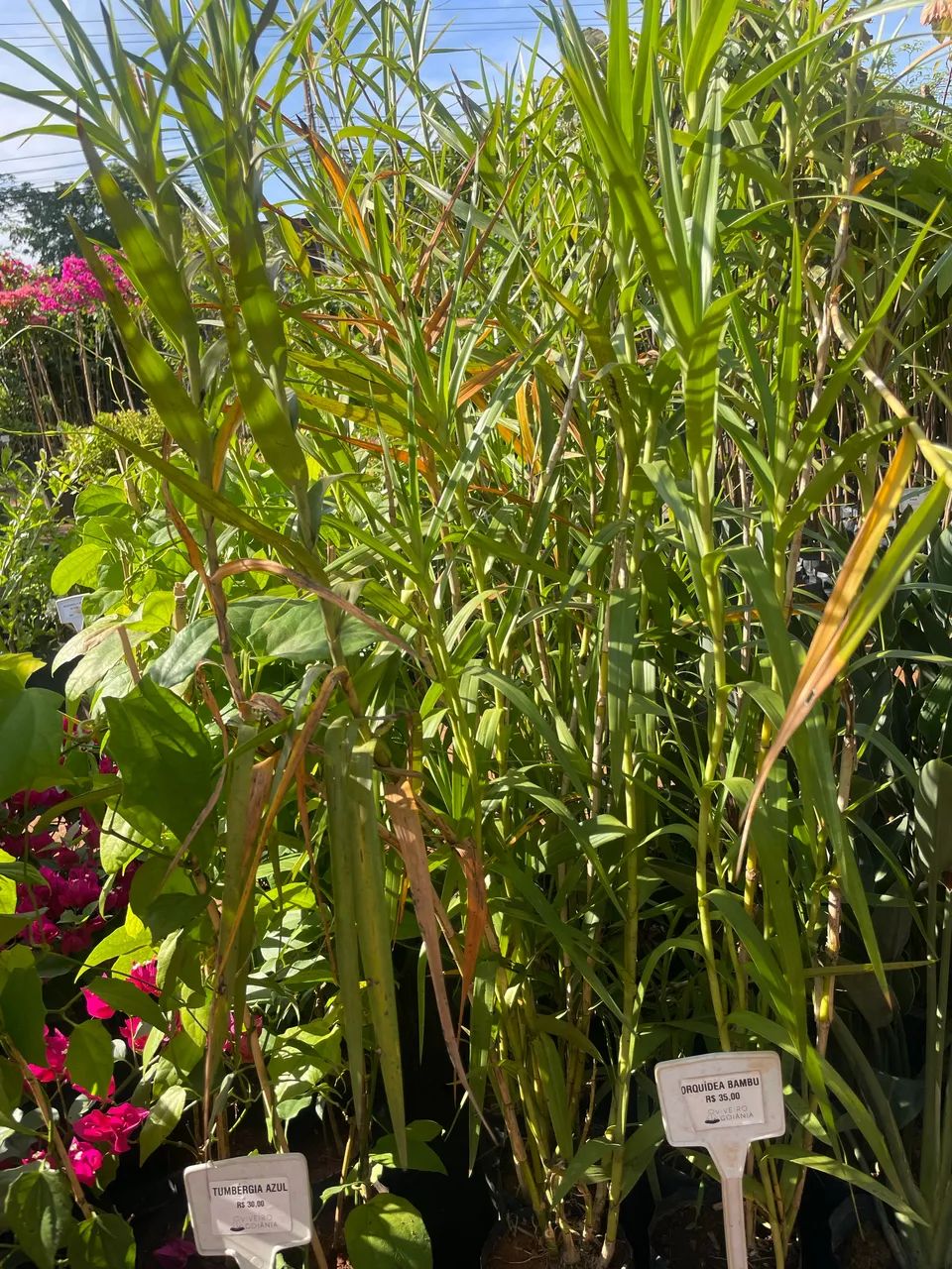 Muda de Orquídea Bambu 