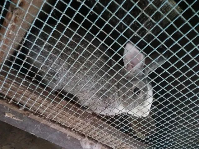 Coelhos Adultos  - Foto 5