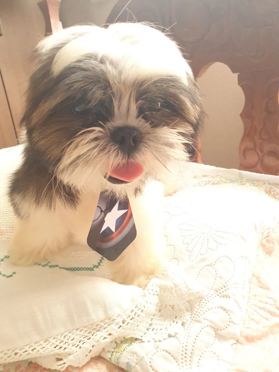 Filhote Shih Tzu com pedigree