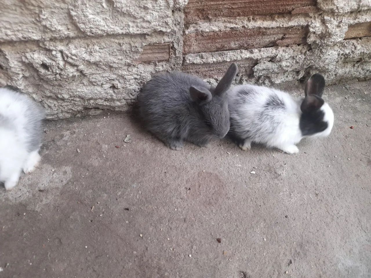 Coelhinhos disponíveis  - Foto 5