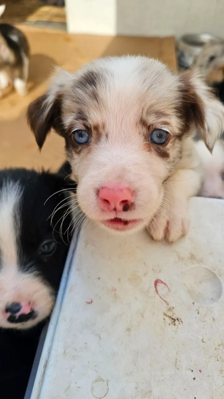 Filhotes de Border Collie - Olhos Azuis