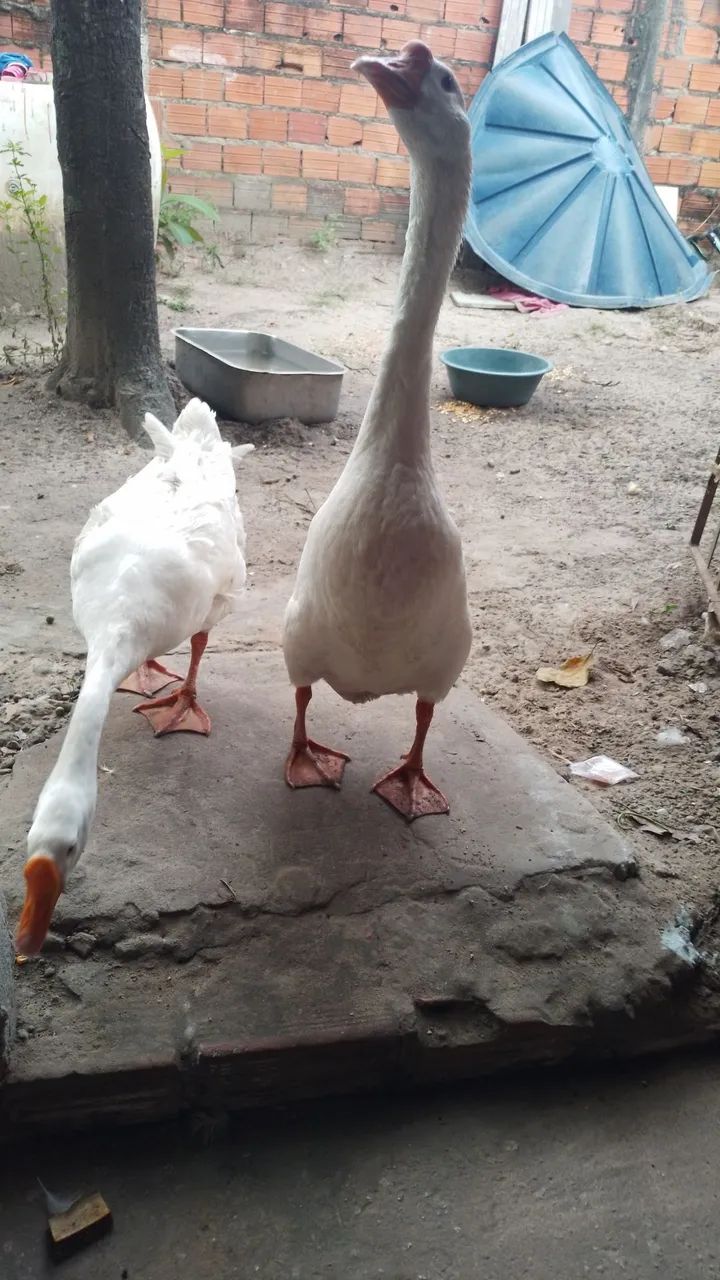 Aves - Foto 3