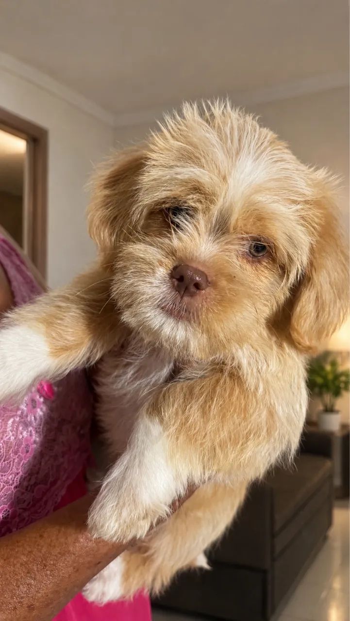Cachorrinho  - Foto 2