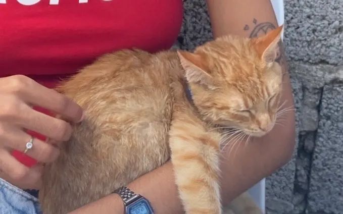 gato laranja doação - Foto 4