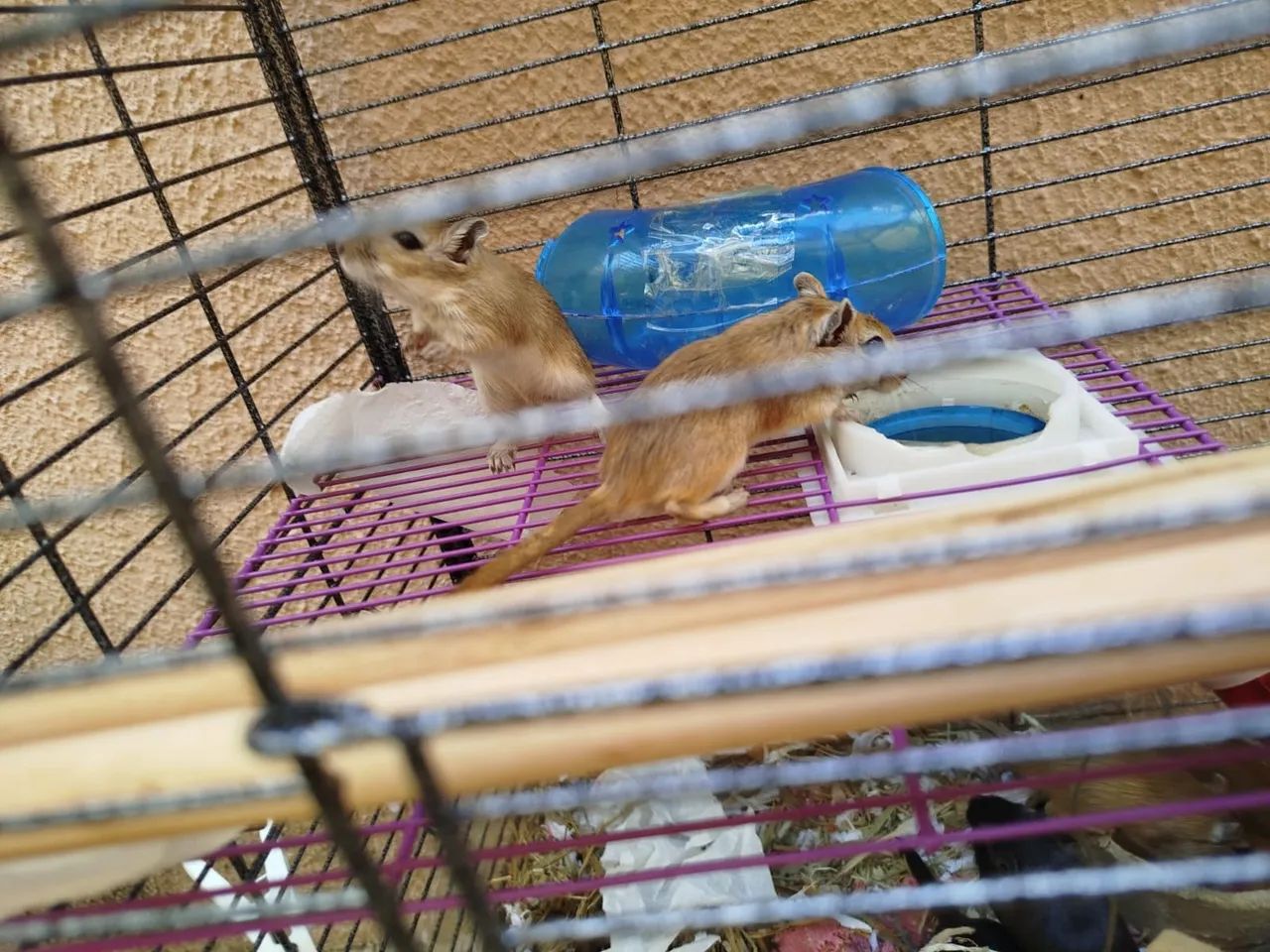 Gerbil gerbis - Foto 2