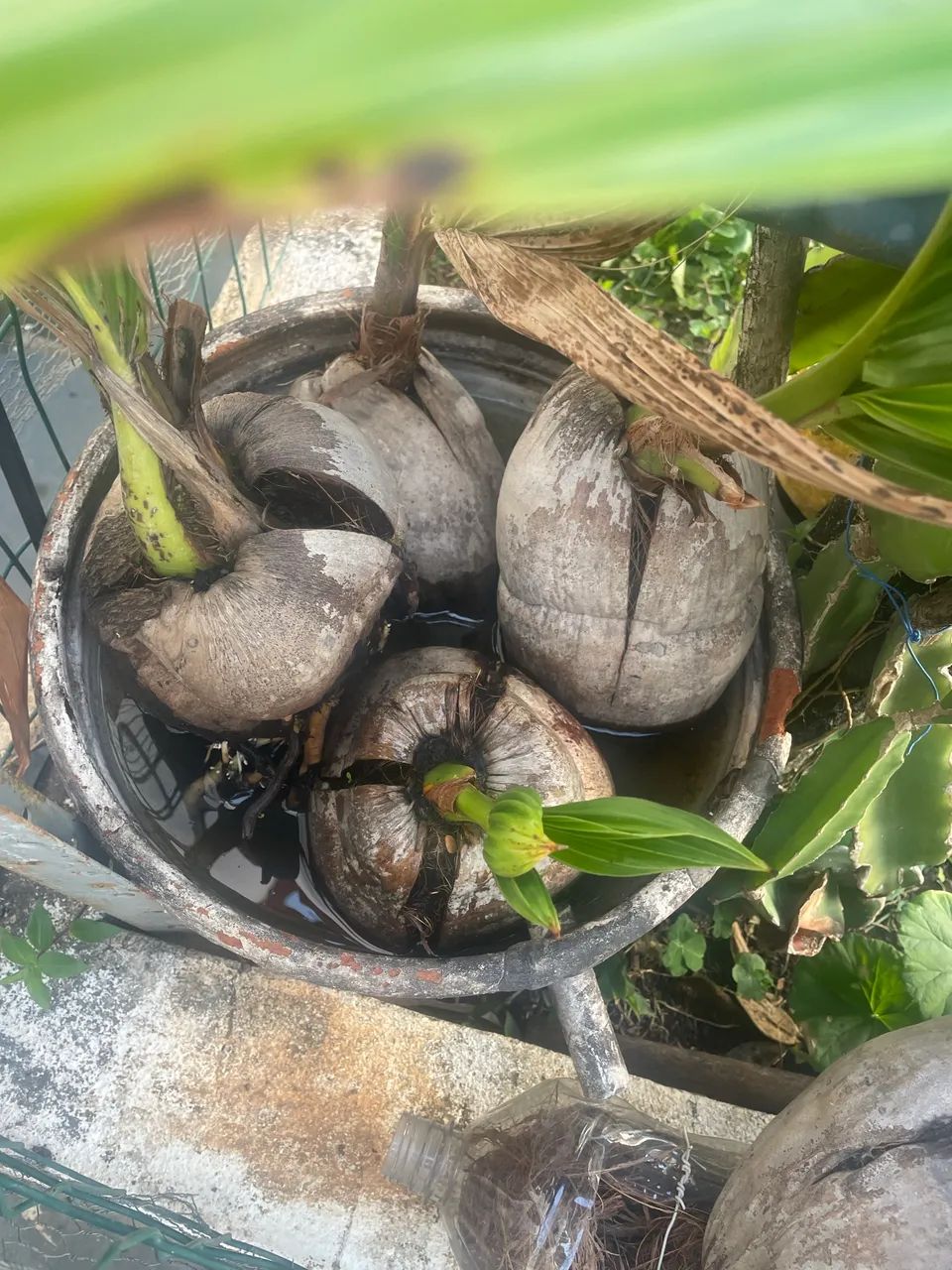 Muda de coco - Foto 3