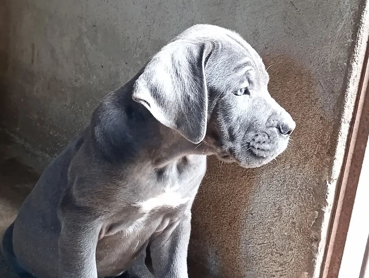 Cane corso  - Foto 5