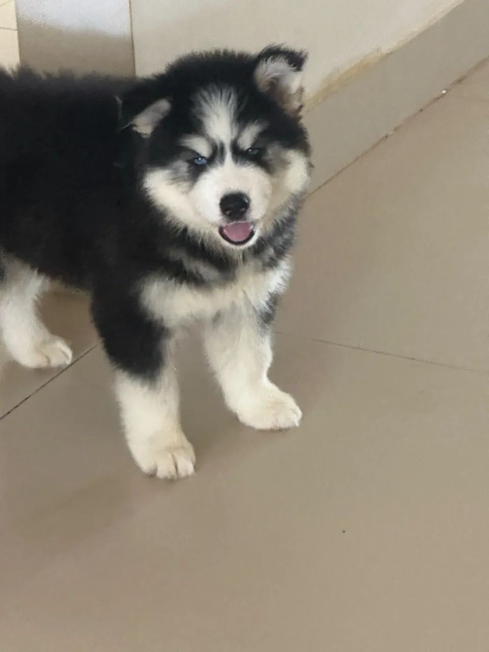 Husky siberiano - Foto 5