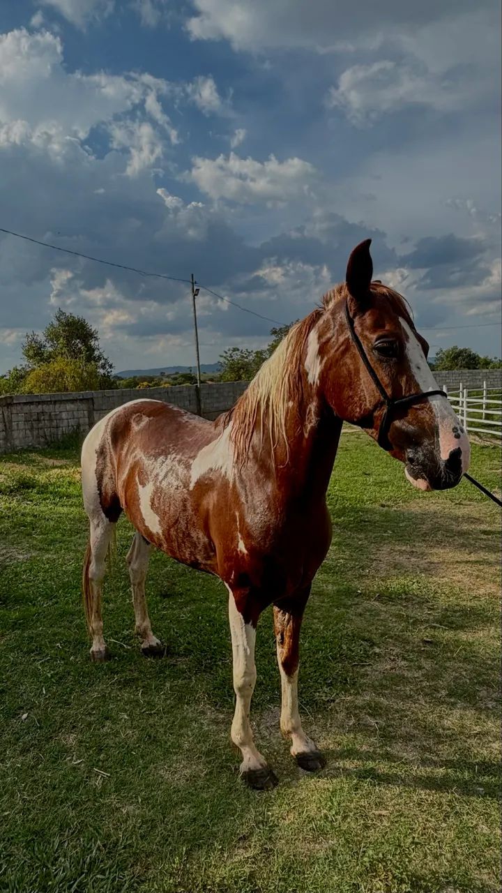 Cavalo pampa de macha batida - Foto 3