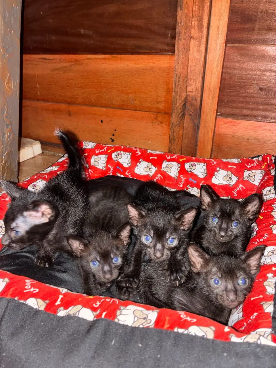Adoção responsável de gatinhos  - Foto 2