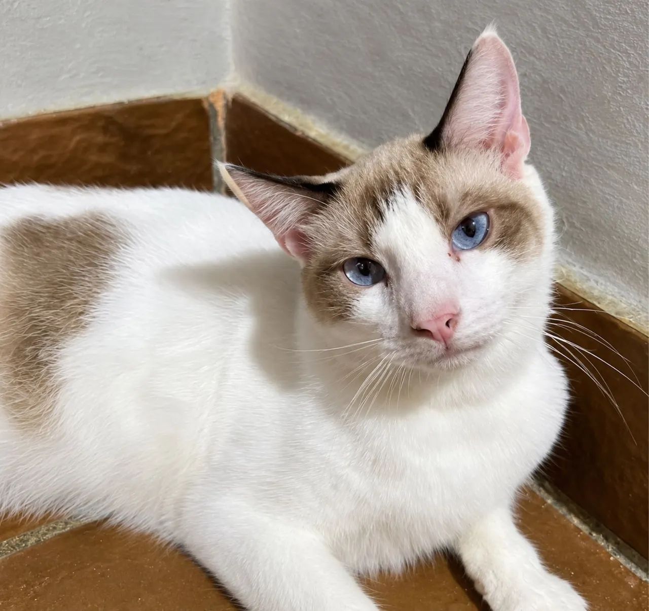 Gato LINDO castrado e vacinado bem bonzinho 