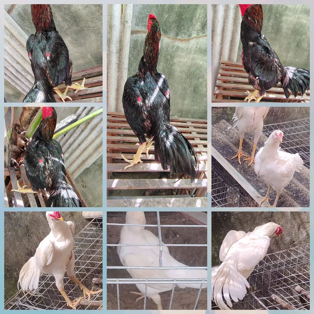 Galo preto da raça Mura 4,5 kg ideal para reprodutor salta filh brancos r$600 em até 3x