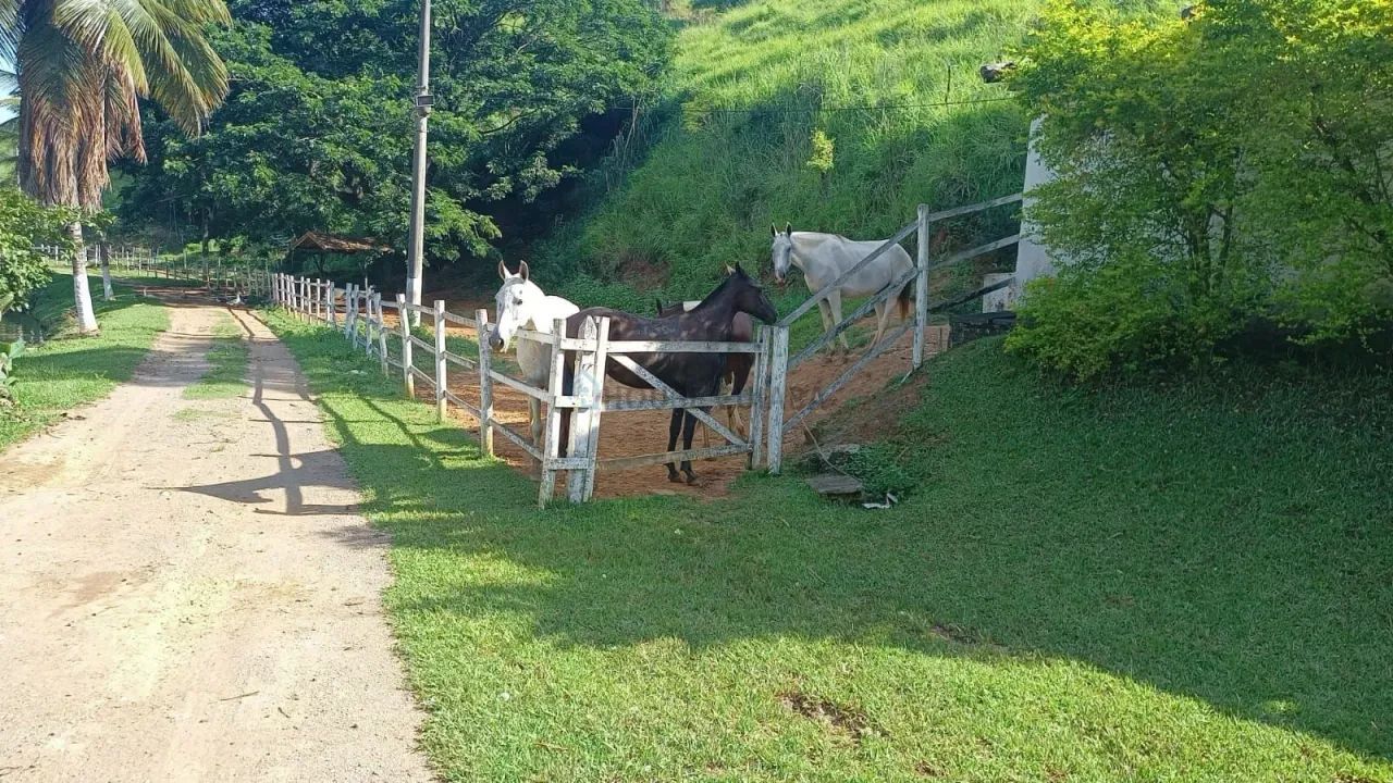 HARAS À VENDA  FRENTE DUTRA - Foto 4